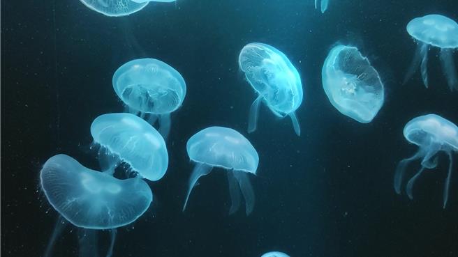 海生馆与曾获得金氏世界纪录认定为展示水母种类世界第一的日本加茂水族馆，签署互惠友好协议，期盼水母復育技术再提升。图为温海月水母。（罗琦文摄）