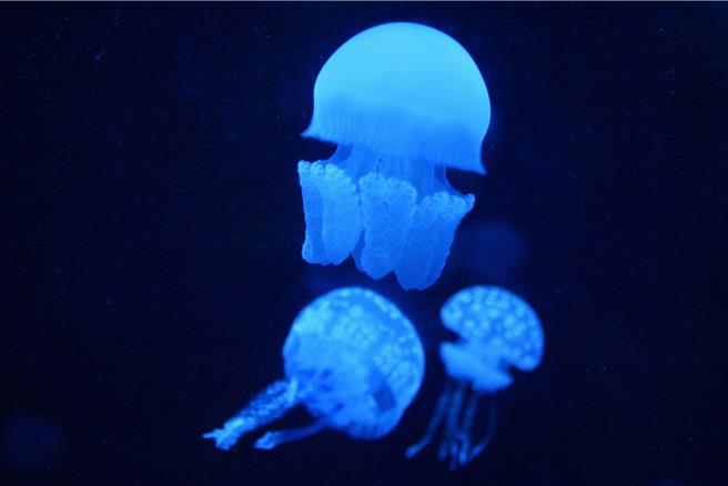 海生馆饲育团队已成功自行孕育出超过20种水母。（罗琦文摄）