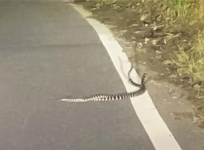 有民眾在嘉義仁義潭附近拍錄到2隻疑似蛇糾纏在一起，將影片放上地方臉書社團，引發網友熱烈討論。（取自「嘉義綠豆大小事」社團／呂妍庭嘉義傳真）