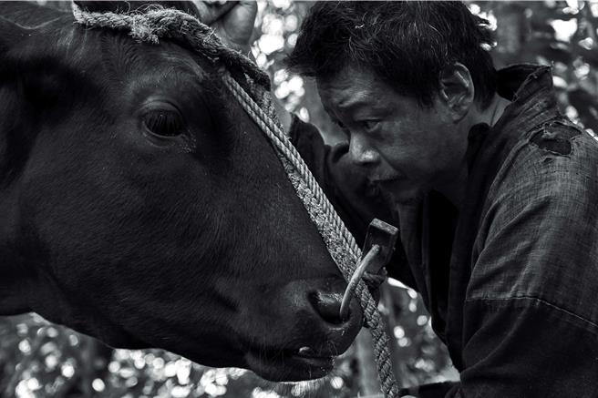 李康生在首度担纲日片男主角中，在《黑之牛》中以身心灵与女主角「日本和牛」进行对话。（光年映画提供）