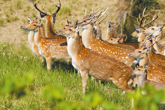 垦丁復育梅花鹿有成，却成为盗猎者目标。（垦管处提供／罗琦文屏东传真）