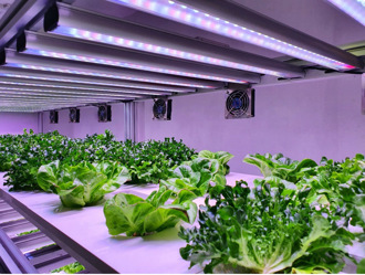 「世界第一室內垂直農場」將產量拉高3倍！可年產400萬磅草莓