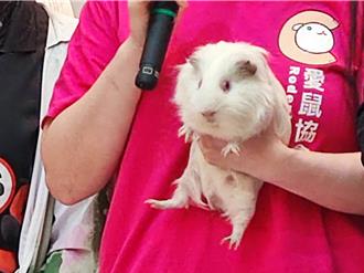 「非犬貓」寵物救援收容不足 逾半數縣市未提供相關服務