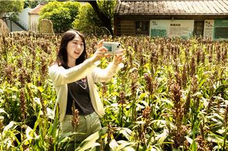 竹縣新瓦屋高粱入秋掀紅浪 9／28連兩日舉行豐收派對