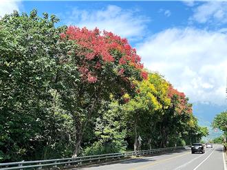 台灣欒樹最美季節來臨 黃花紅果搖曳生姿 持續至10月底