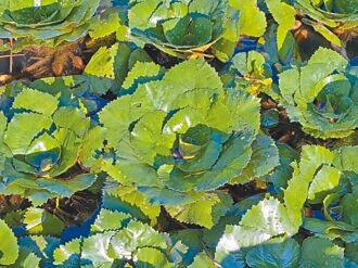 官田菱角產季 雨後綠色花朵如畫