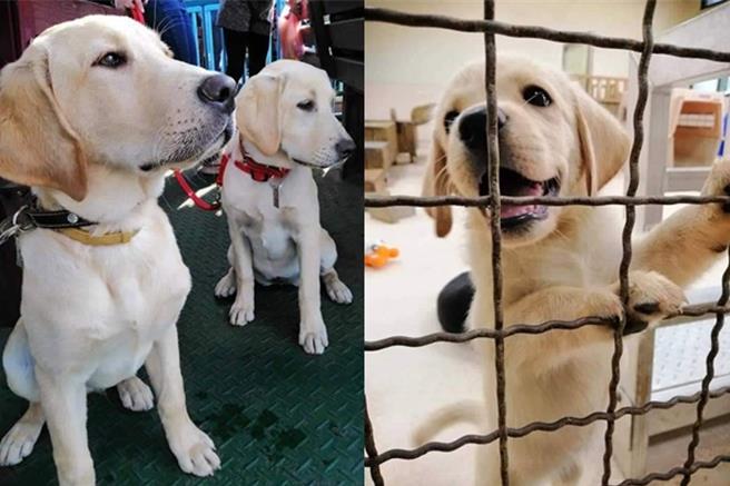 高雄市搜救犬萬斯，通過IRO高級評測，小時候模樣超可愛。（翻攝照片／洪靖宜高雄傳真）