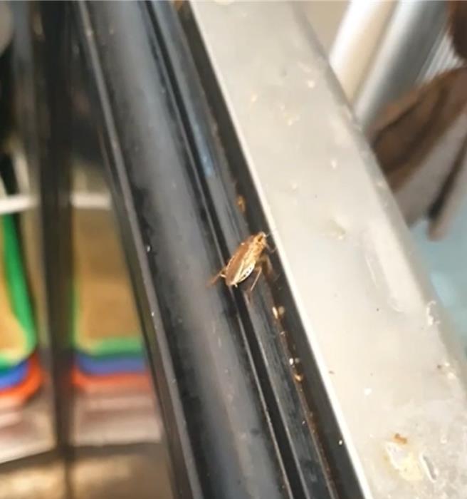 某知名连锁火锅店遭民眾踢爆店内有小强出没，环境卫生堪虑。(民眾提供／曹婷婷台南传真)