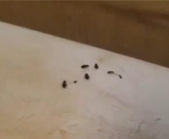 某知名连锁火锅店遭民眾踢爆店内有小强出没，环境卫生堪虑。(民眾提供／曹婷婷台南传真)