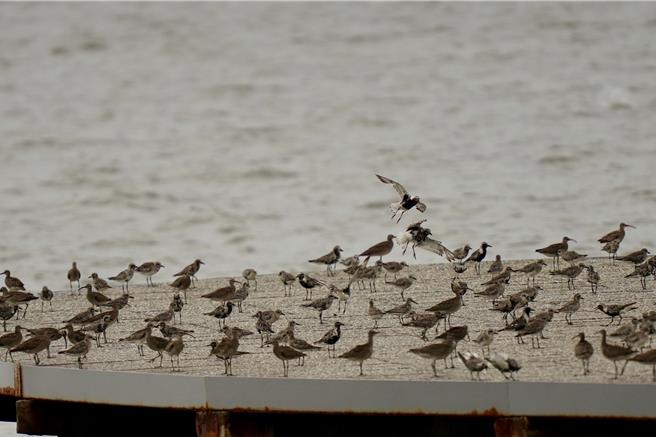鳥友指出，原本在此時節賞蟹步道會停滿候鳥，竟選在候鳥遷徙的時候擺放這些裝置，令人不解。（台灣野鳥保育協會理事黃蜀婷提供／王惠慧新竹傳真）