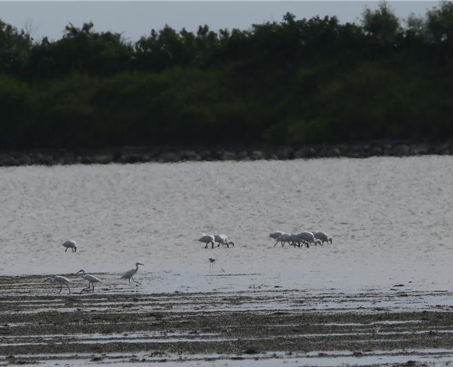台江国家公园管理处已发现首批黑面琵鹭抵达，今年台江黑琵季10月19日在游客中心广场举行。（台江处提供／程炳璋台南传真）