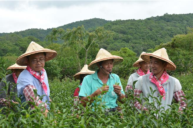 宜兰冬山乡主要农作物为茶叶和文旦，农田水利署长蔡升甫（右）体验採茶。（吴佩蓉摄）