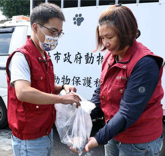 葉黃昌用晶片掃描路死流浪毛寶貝，替牠們找到回家的路。（動保處提供）