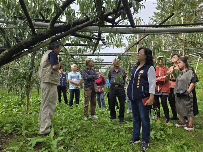 桃园市农业局25、26日在復兴上巴陵、雪雾闹二地，办理加强农民栽培水蜜桃技术讲习，共计60位果农参加。（桃园市农业局提供）