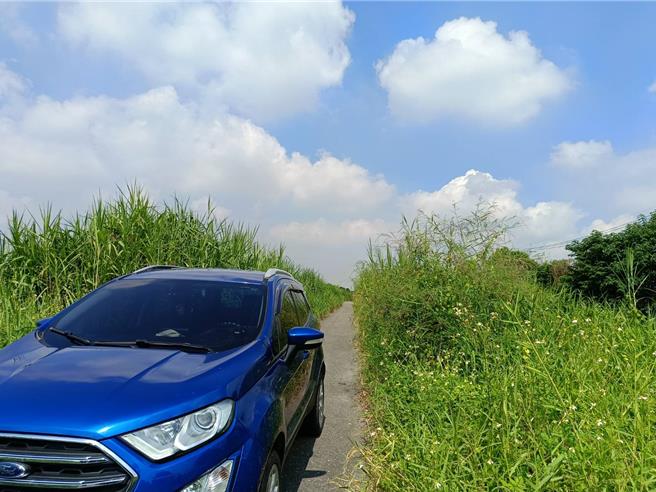 旧浊水溪河道两旁杂草丛生，部分道路杂草比人还高，几乎无法辨识路况，增加了交通事故的风险。（叶静美摄）