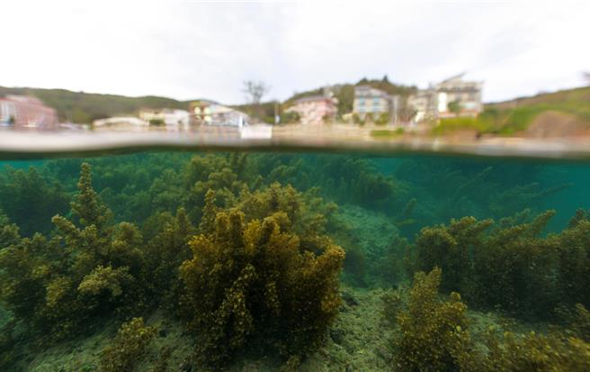 《海洋．恒春》入围最佳纪录片。（公视提供）