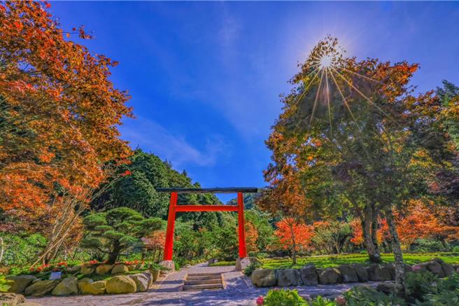 杉林溪业者预告10月1日开园，园区的紫叶槭已陆续转红准备迎接宾客。（杉林溪自然教育中心提供／杨静茹南投传真）