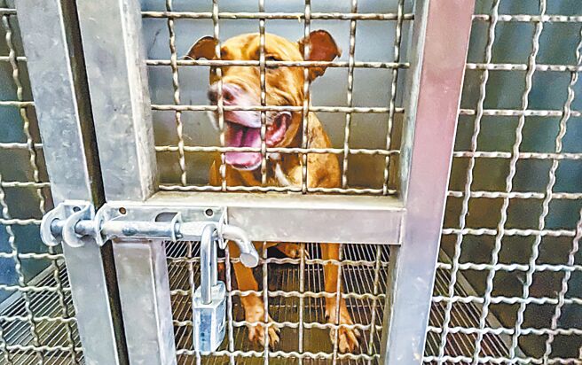 曾咬死人的比特犬「尖石」，在新竹县动物保护防疫所收容在凶猛犬笼中近3年，引发关注，动保所指正规画改建犬舍，将在符合安全防护下，提升凶猛犬的生活空间和舒适度。（罗浚滨摄）