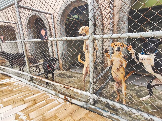 台中市動物之家毛小孩渴望有溫暖的家，動保處呼籲民眾以認養代替購買。（陳淑娥攝）