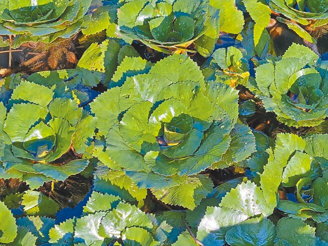 台南官田菱角正值产季，大雨过后，菱角田的叶子呈伞状铺开在水面，有如一朵朵的花。（李文珍提供／张毓翎台南传真）