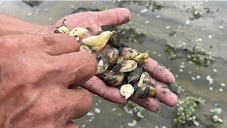 雲林蒜田受損會勘未達救助門檻 恐有延遲性災害下月再勘