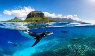 捕鯨提案遭擱置 但仍獲多國支持 凸顯日本影響力