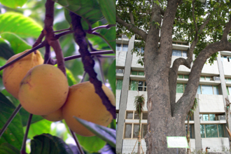 颱風取名山陀兒大家霧煞煞 專家：中南部常看到「甚是美味」