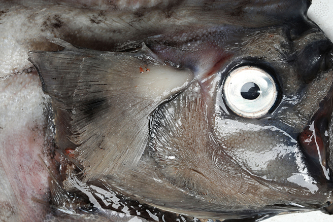 澳洲男子出海夜釣時，意外釣到一條「馬臉地震魚」，震撼畫面掀起熱議。（示意圖：Shutterstock／達志）