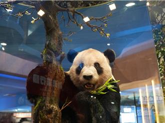 大貓熊「團團」重返台北動物園 瀕危動物故事館開幕展出標本