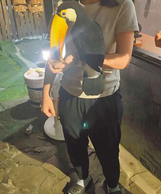 可與大嘴鳥互動 寵物餐廳罰5萬