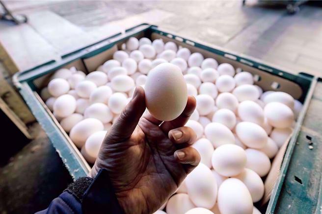 檢方偵辦進口蛋案。（示意圖／資料照片）