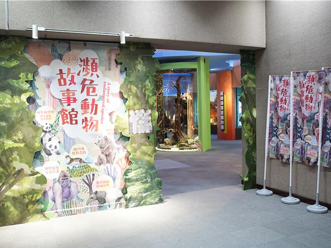 台北市立動物園教育中心規畫在地下一樓設置「瀕危動物故事館」，今(28)日正式完工亮相，其中最引人注目的是在2022年病逝的大貓熊「團團」標本，也栩栩如生的重返迎客。（黃敬文攝）