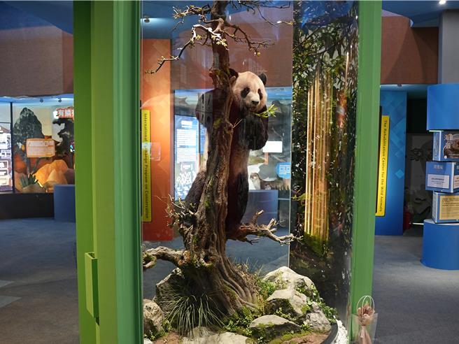 台北市立動物園教育中心規畫在地下一樓設置「瀕危動物故事館」，今（28）日正式完工亮相，其中最引人注目的是在2022年病逝的大貓熊「團團」標本，也栩栩如生的重返迎客。（黃敬文攝）
