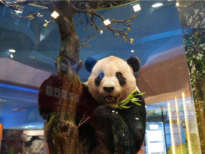 台北市立動物園教育中心規畫在地下一樓設置「瀕危動物故事館」，今（28）日正式完工亮相，其中最引人注目的是在2022年病逝的大貓熊「團團」標本，也栩栩如生的重返迎客。（黃敬文攝）