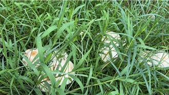 「最會惹事的菇」雨後現蹤別亂採 專家：輕則中毒重則喪命