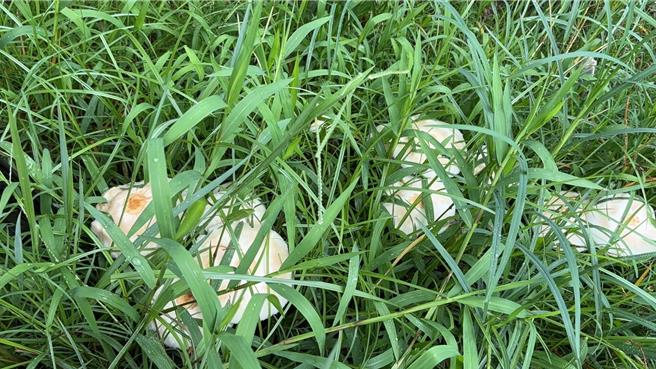 基隆市近日多雨，在路邊花壇草叢中長出了白色的野菇，市府提醒，這種野菇具有毒性，民眾千萬不要任意採摘，以免中毒。（張志康攝）