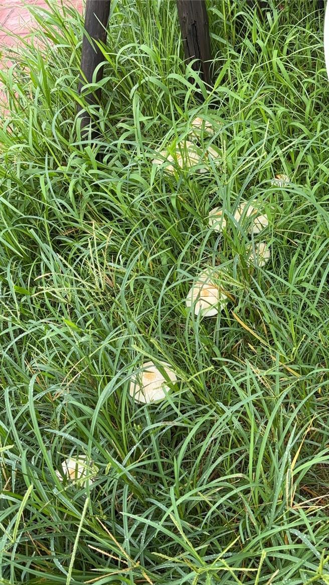 基隆市近日多雨，在路邊花壇草叢中長出了白色的野菇，市府提醒，這種野菇具有毒性，民眾千萬不要任意採摘，以免中毒。（張志康攝）