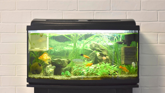 大陸命理專家南翌指出，家中魚缸如果不用了，要記得拿布蓋起來，否則有損財運。（示意圖：Shutterstock／達志）