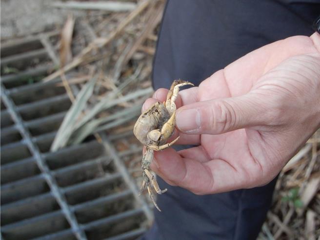 五股区中直路观察到螃蟹出没。（新北市农业局提供）