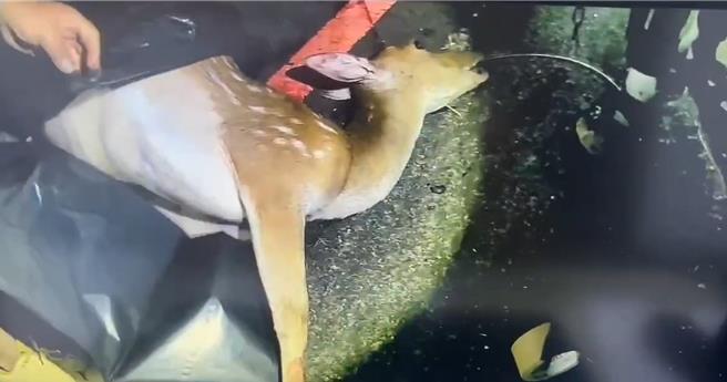 29日又傳出瑪家鄉4名原住民持無照獵槍至墾丁獵殺梅花鹿，警方循線逮獲王等4名20多歲男子，並起獲1隻梅花鹿遺體。（警方提供／謝佳潾屏東傳真）