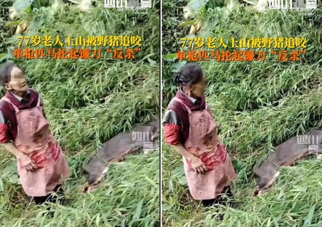 77歲老婦人在菜園工作遭山豬攻擊，老婦持鐮刀反殺，山豬當場斃命。（圖／翻攝微博）