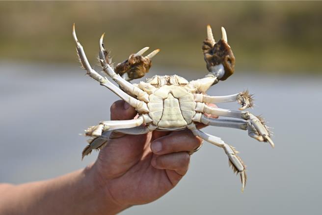 阳澄湖大闸蟹近日开捕，但天气影响产量，预料今年的大闸蟹售价会较去年贵。（新华社）