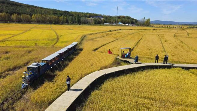 融合台湾种植技术，牡丹江稻米丰收。（蓝孝威摄）