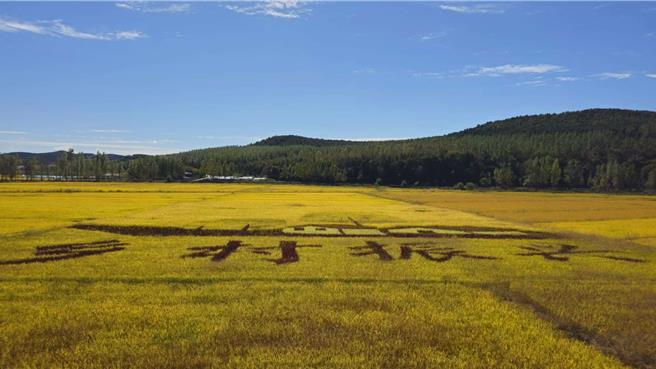 融合台湾种植技术，牡丹江稻米丰收。（蓝孝威摄）