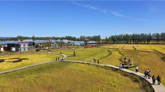 融合台湾种植技术，牡丹江稻米丰收。（蓝孝威摄）