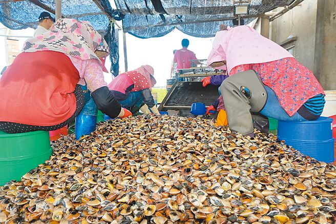 「雲林特色文蛤節暨台塑農漁輔導成果展」28日在雲林縣四湖鄉登場，文蛤農表示今年因氣候因素收成只有3、4成，導致目前文蛤供不應求，大顆文蛤產地價每台斤漲至80至90元，但無貨可交，根本不敷成本。（本報資料照片）