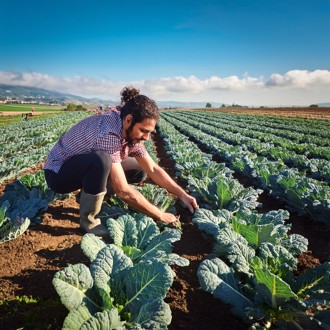 超級食物羽衣甘藍 克菲爾益生菌添5大營養素
