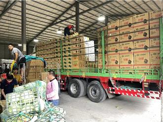 山陀兒來前搶收蔬果 仁愛鄉農會集貨場大爆滿