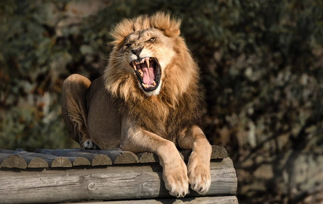 奈及利亞一名飼養員在動物園閉園後帶遊客前往參觀餵食秀，結果忘記鎖安全門，慘遭獅子攻擊。（示意圖：Shutterstock／達志）