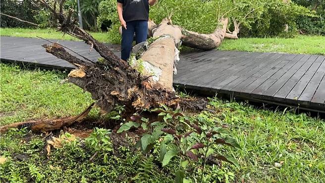 台东市山海铁马道路树倾倒，幸无人伤亡。（读者提供／萧嘉蕙台东传真）